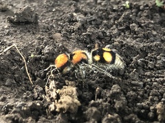 Pseudomethoca verticalis