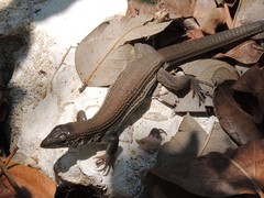 Aspidoscelis maslini