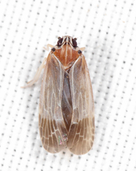 Synecdoche impunctata