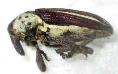 Sternuchopsis exilis