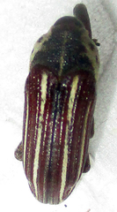 Sternuchopsis exilis