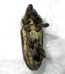 Sternuchopsis exilis