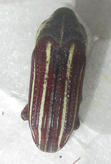 Sternuchopsis exilis