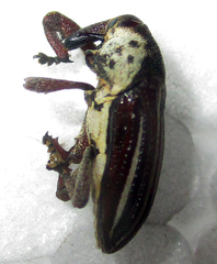 Sternuchopsis exilis