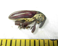 Sternuchopsis exilis