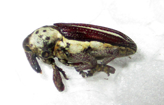 Sternuchopsis exilis