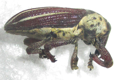 Sternuchopsis exilis