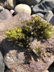 Chondrus