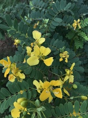 Senna surattensis