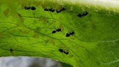 Crematogaster cerasi