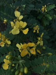 Senna surattensis