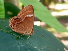 Abisara abnormis