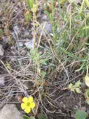 Euphorbia peplidion