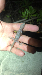 Hemidactylus mabouia