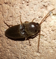 Diplostethus texanus