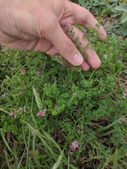 Fumaria densiflora