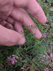 Fumaria densiflora