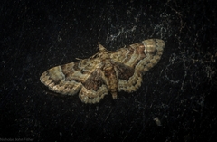 Gymnoscelis lophopus