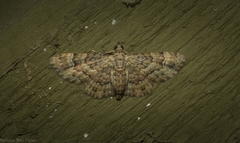 Gymnoscelis lophopus