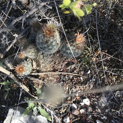 Escobaria emskoetteriana