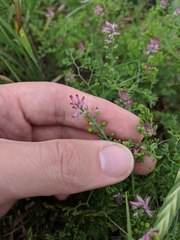 Fumaria densiflora