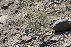 Eriogonum baileyi