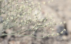 Eriogonum baileyi