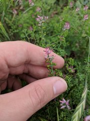 Fumaria densiflora