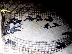 Dermochelys coriacea