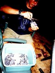 Dermochelys coriacea