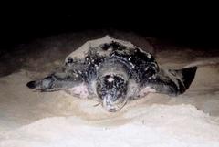 Dermochelys coriacea