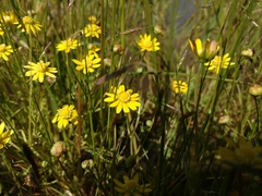 Blennosperma bakeri