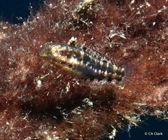 Petroscirtes variabilis