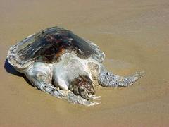 Lepidochelys olivacea