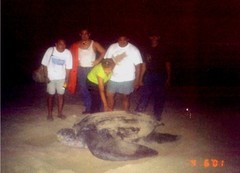 Dermochelys coriacea