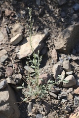 Chenopodium leptophyllum