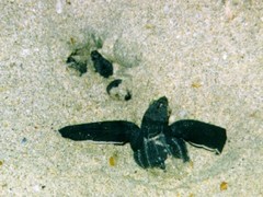 Dermochelys coriacea