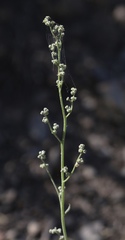 Chenopodium leptophyllum