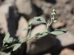 Chenopodium leptophyllum