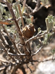 Rhopalomyia pomum