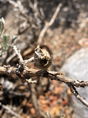 Rhopalomyia pomum
