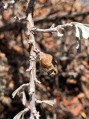 Rhopalomyia pomum