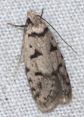 Scatochresis episema