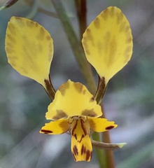 Diuris maculata