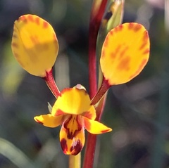 Diuris maculata