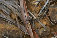 Polycarmes punctatissimus