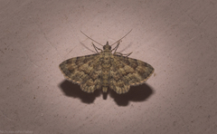 Gymnoscelis lophopus