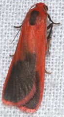 Scoliacma bicolora