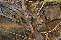 Polycarmes punctatissimus