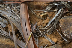 Polycarmes punctatissimus